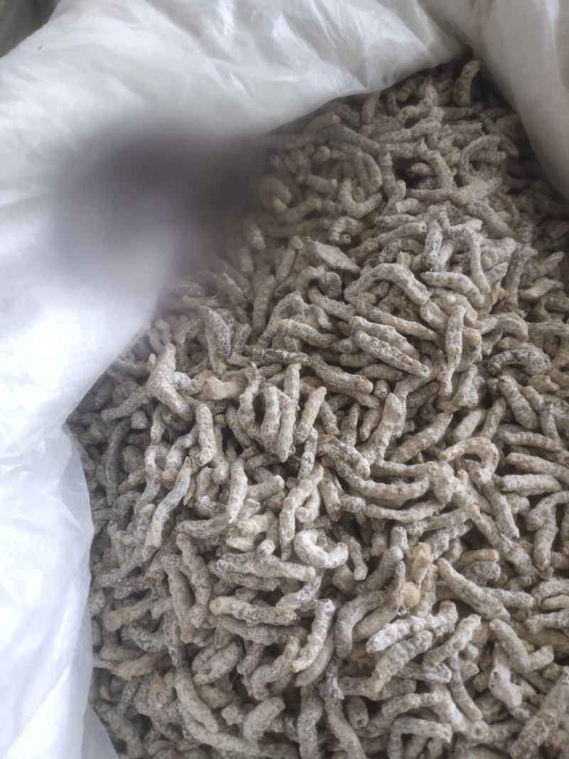 僵蚕生僵蚕炒僵蚕白僵蚕