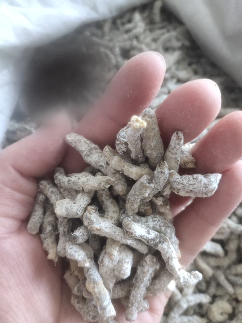 僵蚕生僵蚕炒僵蚕白僵蚕