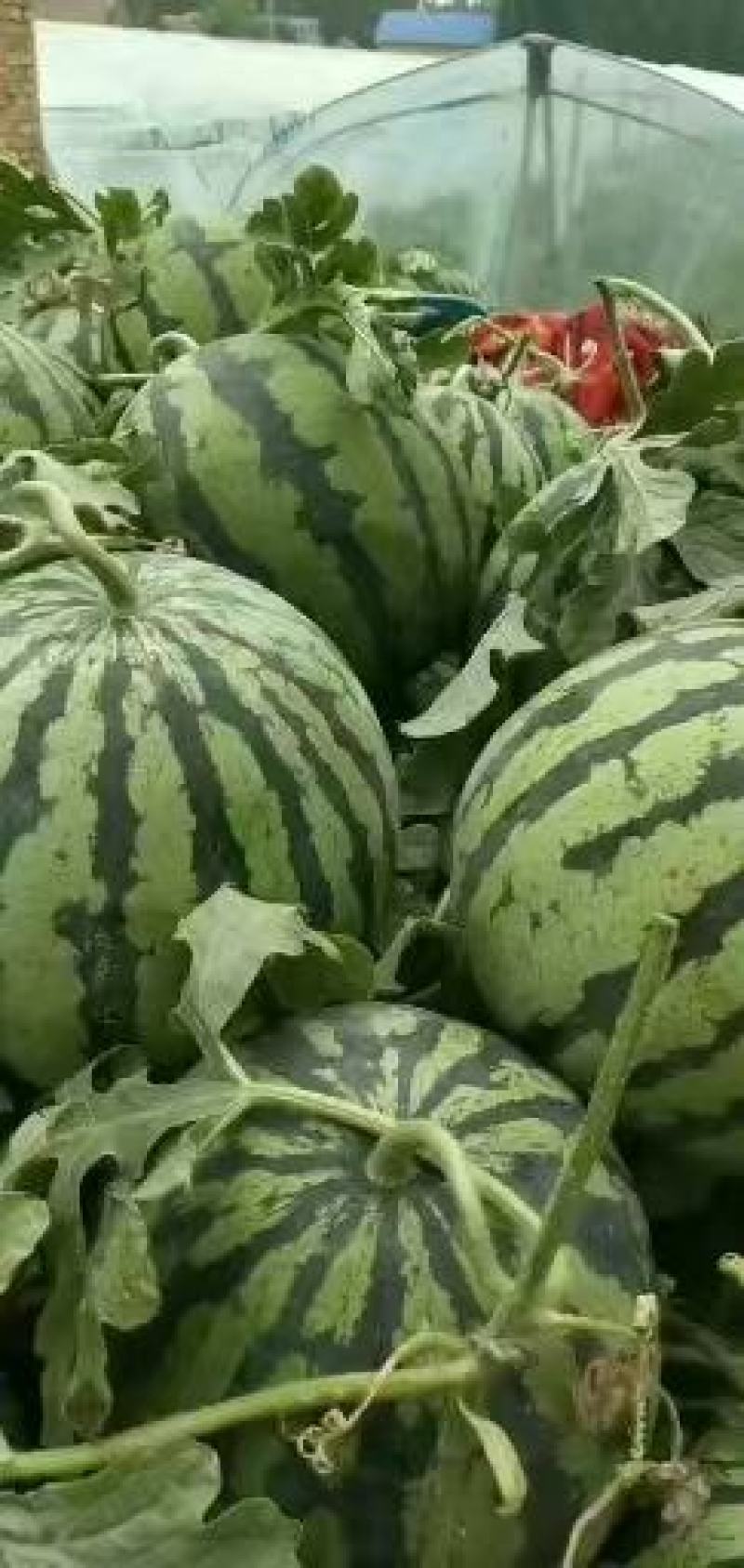 山东菏泽精品美都大量上市啦欢迎老板咨询选购，量大优惠