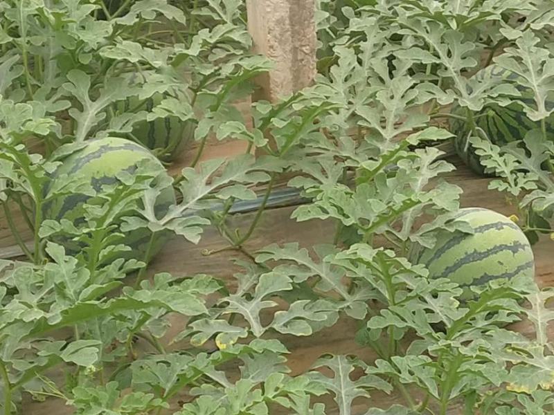 山东菏泽精品美都大量上市啦欢迎老板咨询选购，量大优惠
