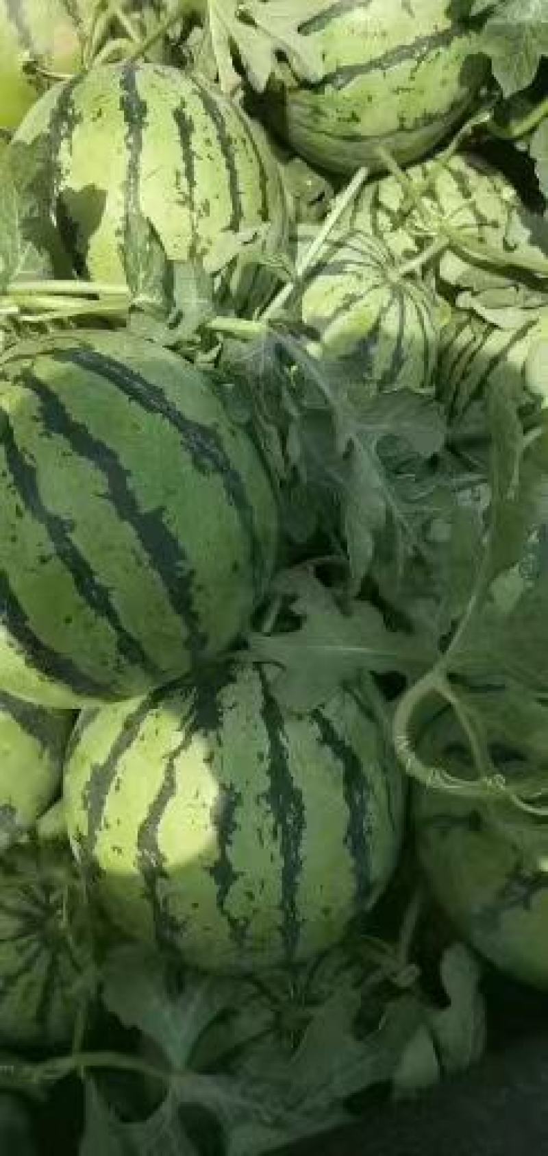 菏泽西瓜8424西瓜美都西瓜大量上市规格齐全