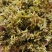 石斛花铁皮石斛花干石斛花鼓槌石斛花产地一手货源新货
