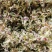 石斛花铁皮石斛花干石斛花鼓槌石斛花产地一手货源新货