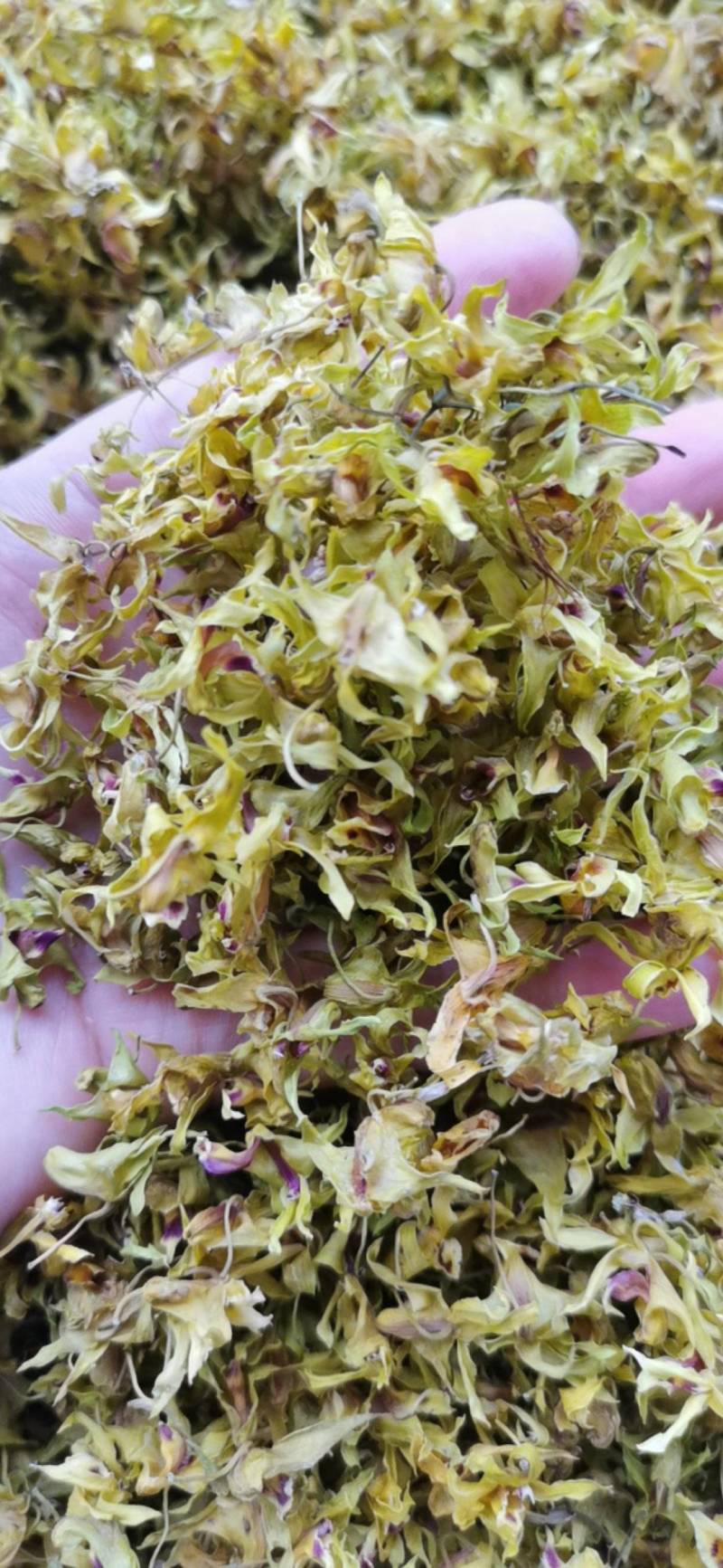石斛花铁皮石斛花干石斛花鼓槌石斛花产地一手货源新货