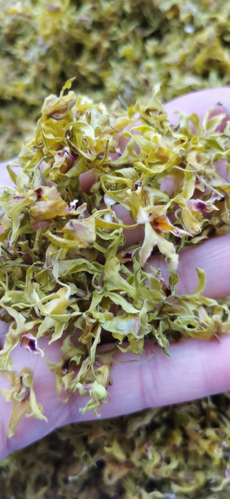 石斛花铁皮石斛花干石斛花鼓槌石斛花产地一手货源新货