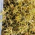 石斛花铁皮石斛花干石斛花鼓槌石斛花产地一手货源新货
