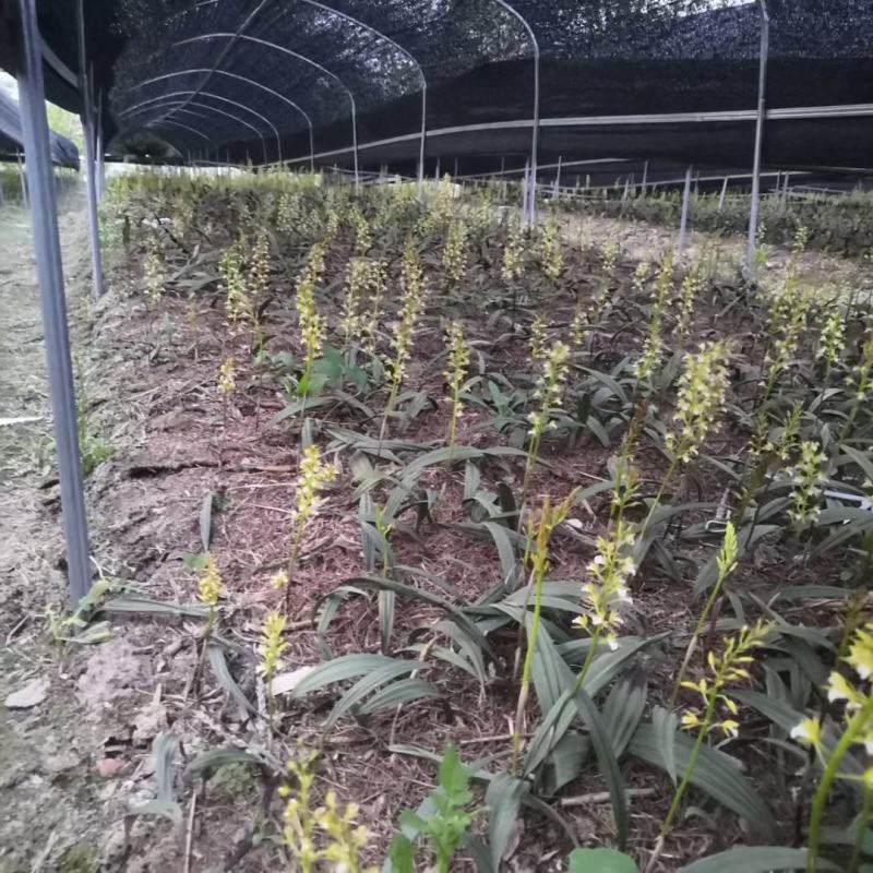 山慈菇，纯野生的，都是精心挑选含量高质量好。