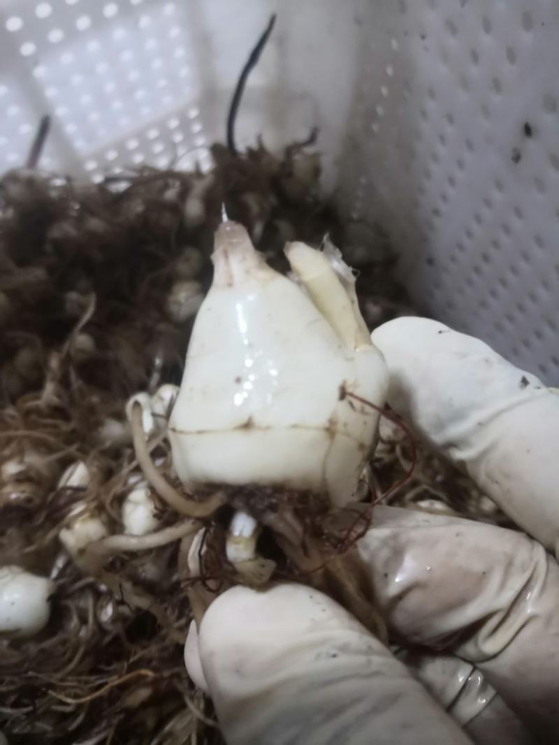 山慈菇，纯野生的，都是精心挑选含量高质量好。