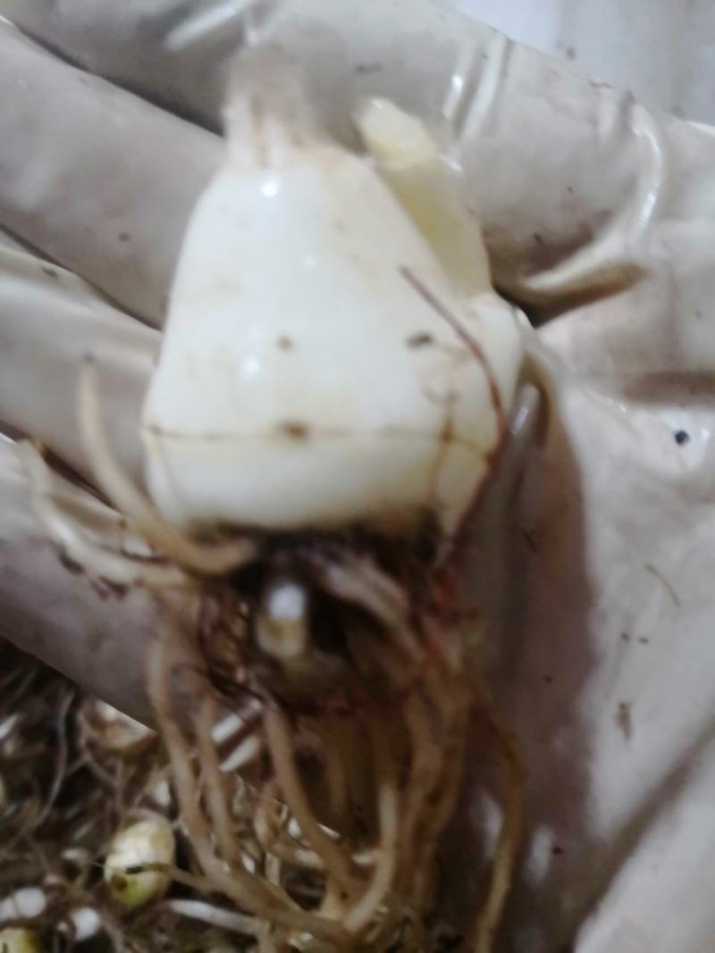 山慈菇，纯野生的，都是精心挑选含量高质量好。