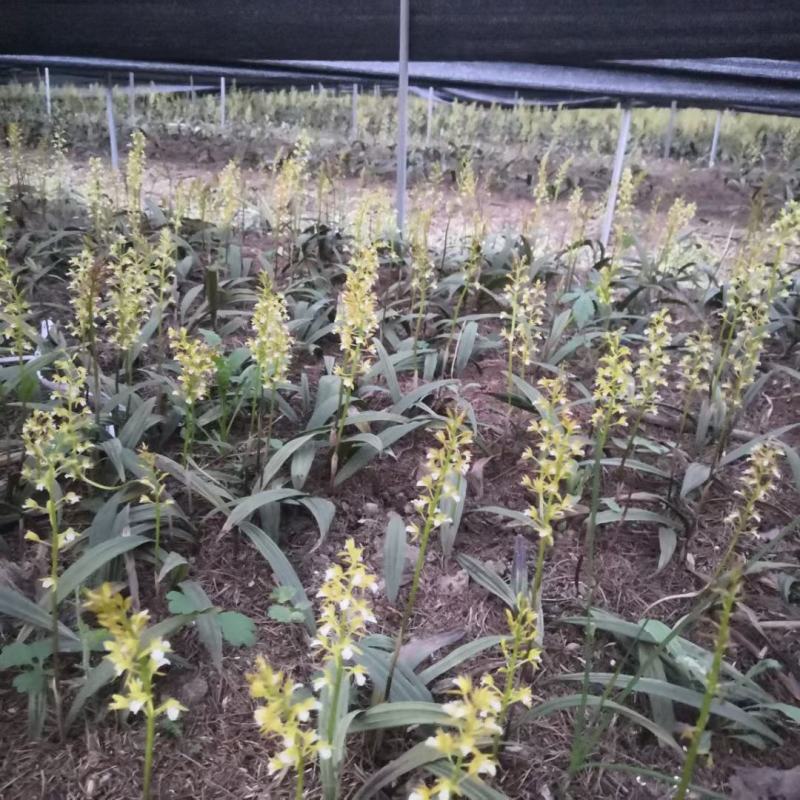 山慈菇，纯野生的，都是精心挑选含量高质量好。