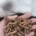 僵蚕生僵蚕炒僵蚕白僵蚕