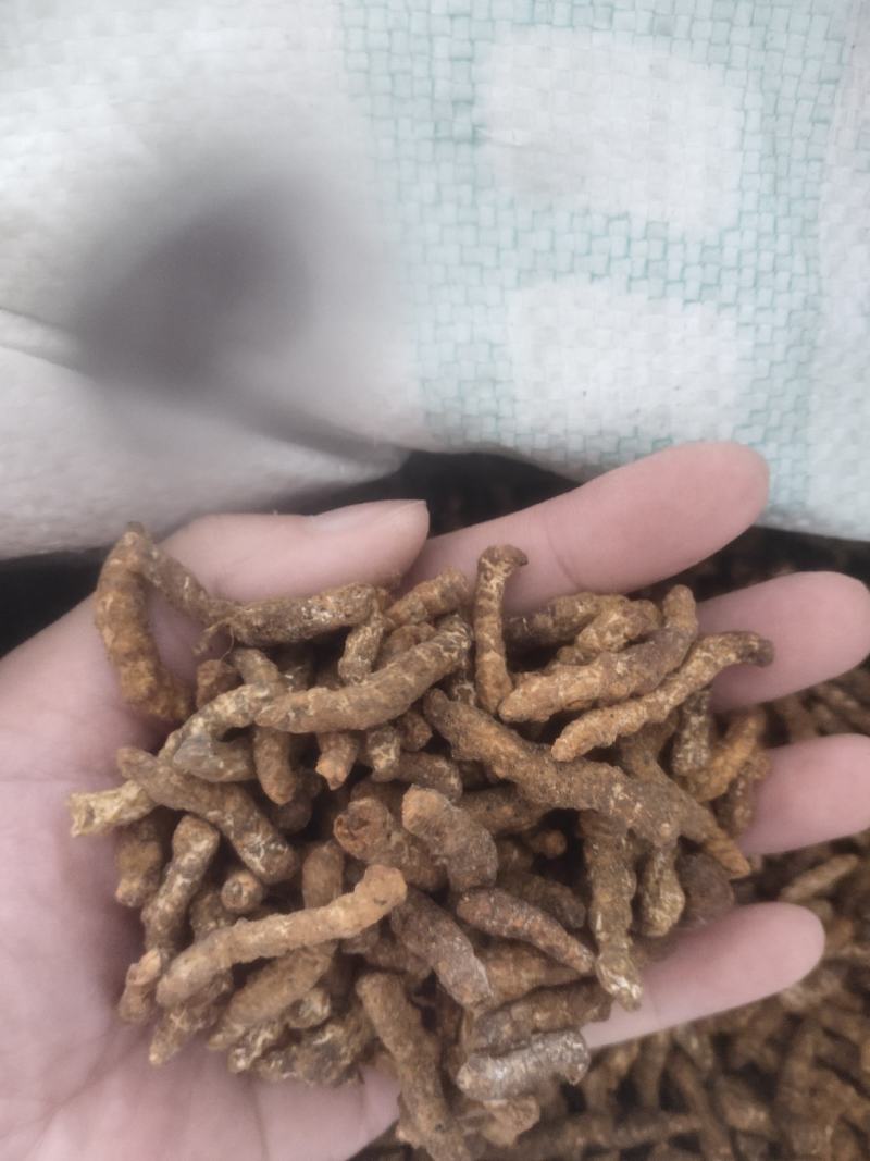 僵蚕生僵蚕炒僵蚕白僵蚕