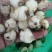 山慈菇，纯野生的，都是精心挑选含量高质量好。