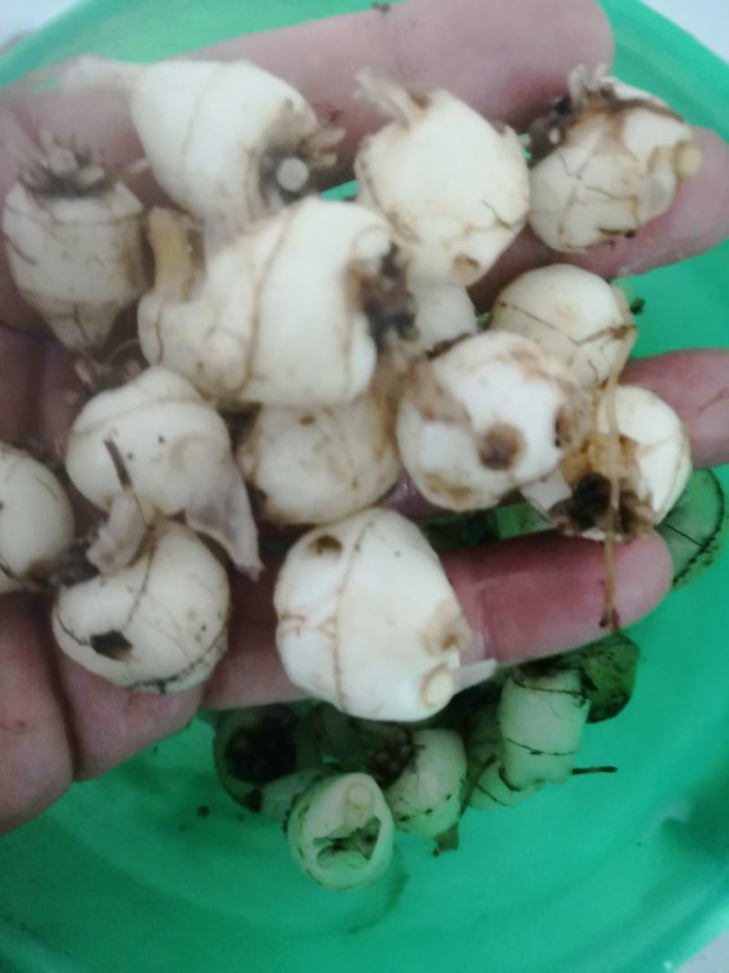 山慈菇，纯野生的，都是精心挑选含量高质量好。
