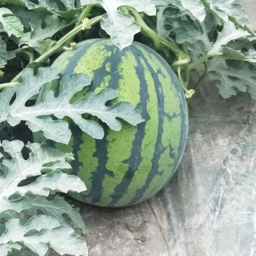 汉中美都