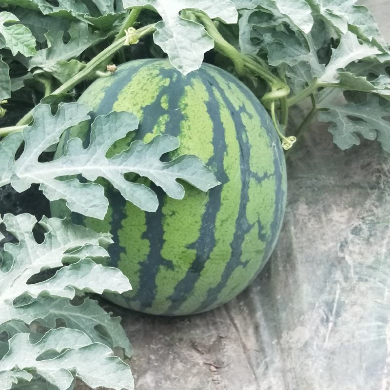 汉中美都