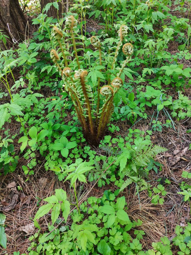 蕨类大蕨东北贯众蕨耐寒鳞毛蕨60一颗，2棵包邮。
