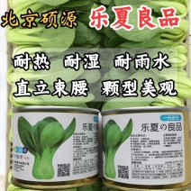 硕源乐夏良品青梗菜种子耐热耐湿抗高温夏秋上海青梗菜种子