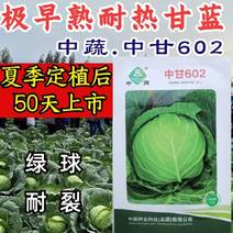 中甘602夏甘蓝种子中蔬早熟耐热夏播50天绿球耐裂包菜