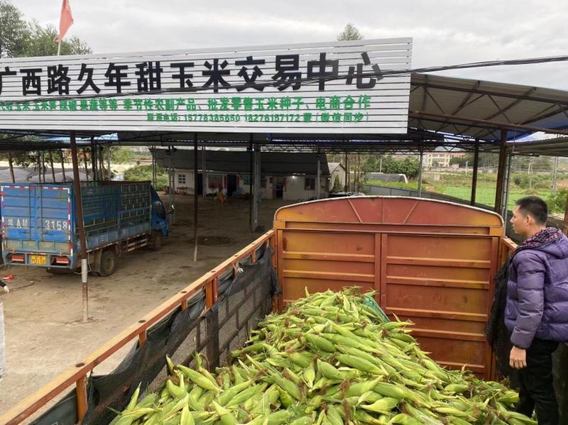 广西横县太阳花甜玉米，可实地看货可批发持续供应