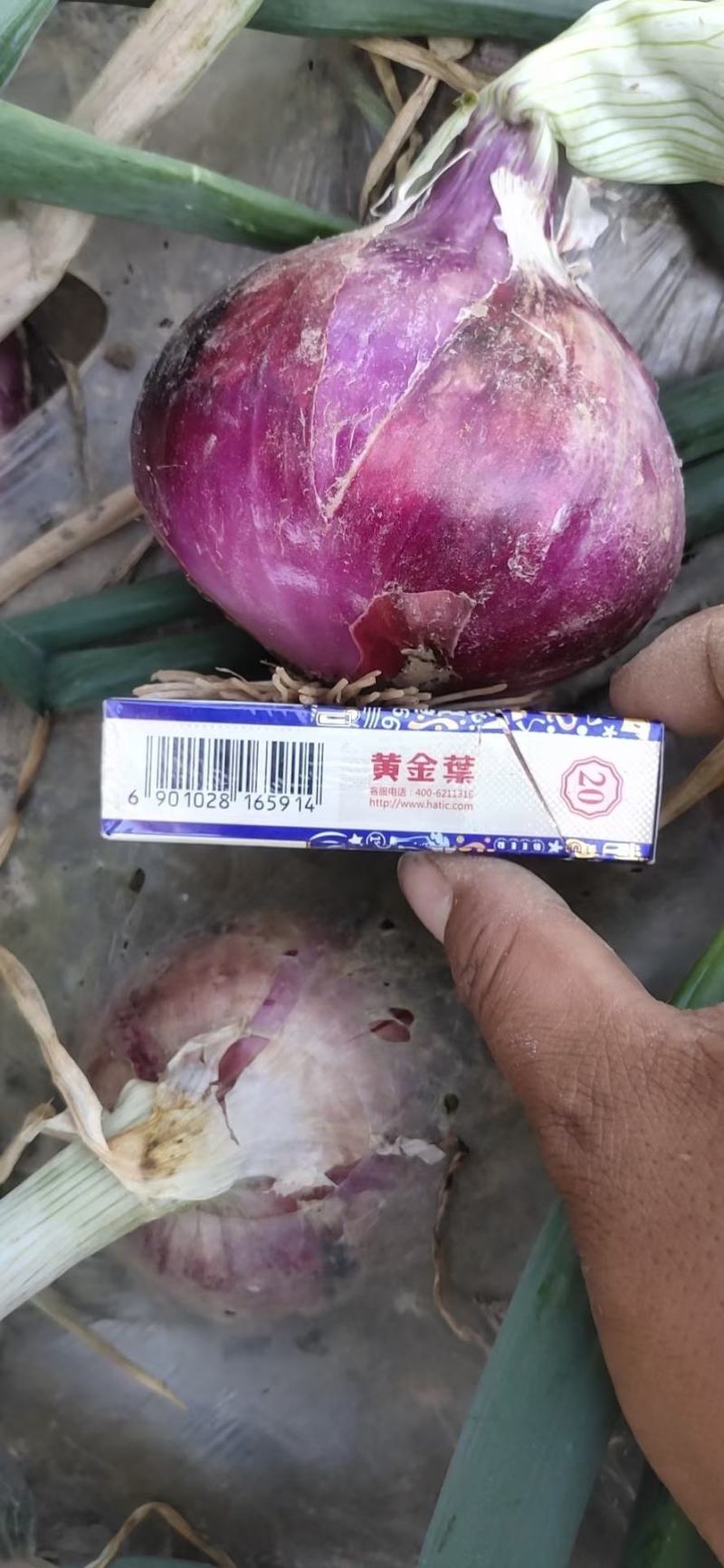 二红洋葱价格便宜，大量供应，保质保量，信誉第一代发全国