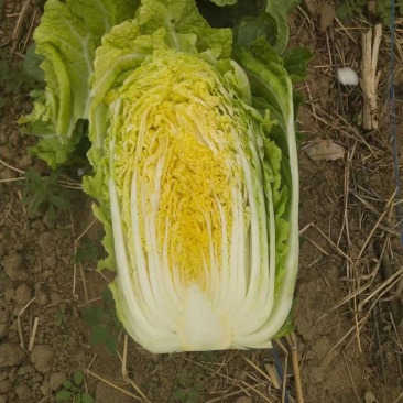 我处黄心白菜大量上市，备有冷库，一条龙服务