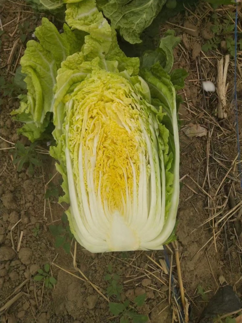 我处黄心白菜大量上市，备有冷库，一条龙服务