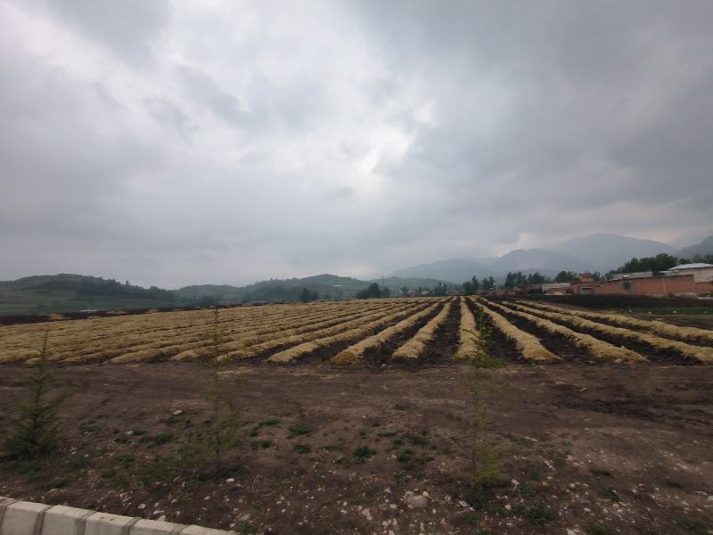高原露天赤松茸