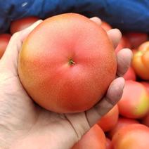 浙江温州苍南硬粉大红西红柿大量上货支持电商档口超市