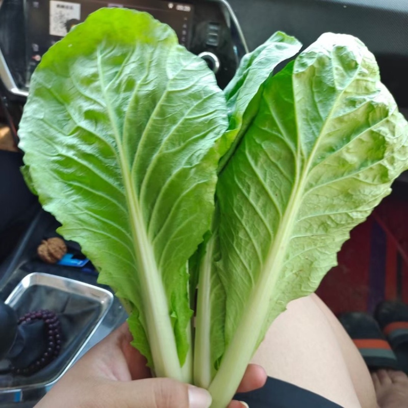 精品上海青、小白菜，货源充足、质量保证