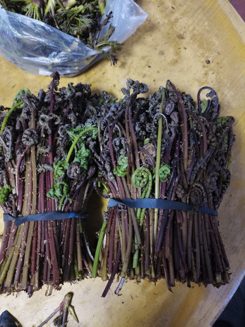 猴腿，学名多齿蹄盖蕨，可观赏可食用。营养丰富。
