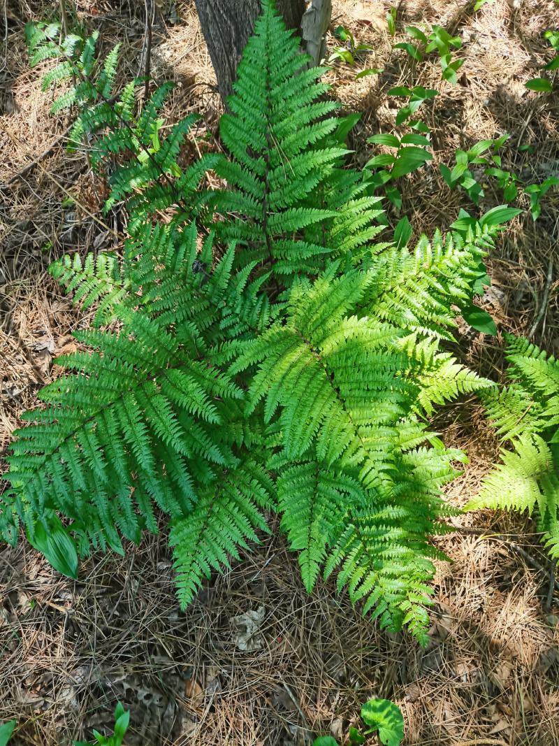 猴腿，学名多齿蹄盖蕨，可观赏可食用。营养丰富。