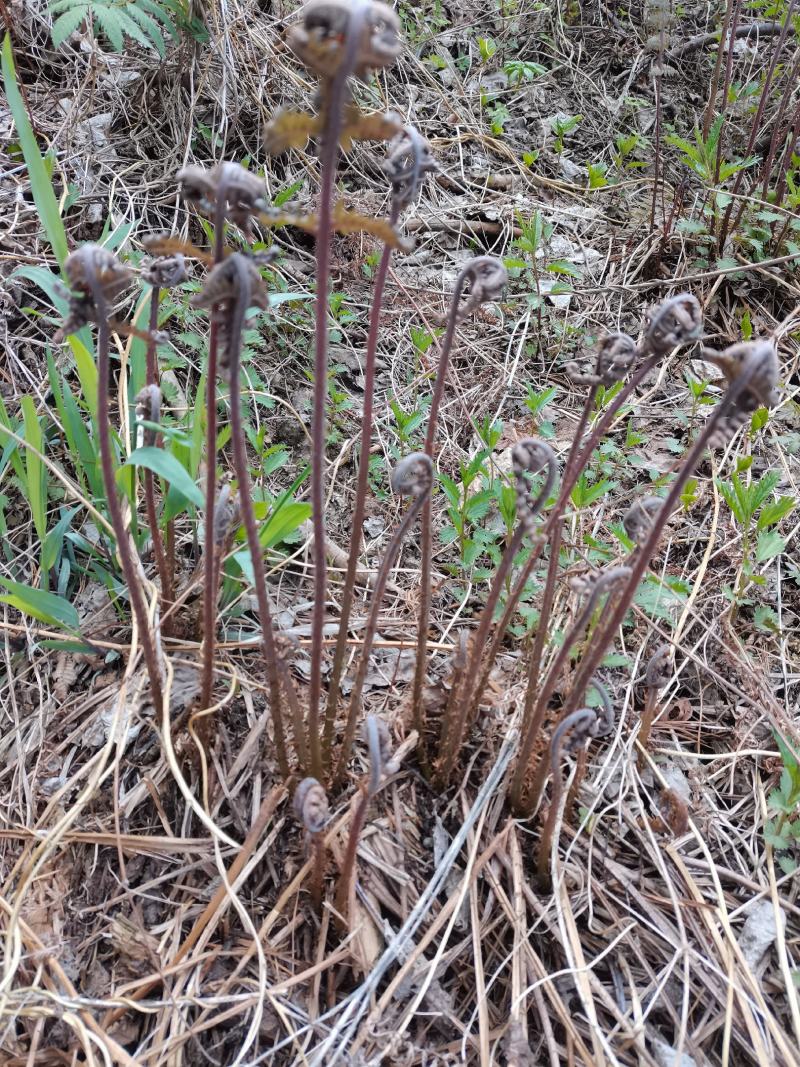 猴腿，学名多齿蹄盖蕨，可观赏可食用。营养丰富。