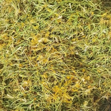 山银花全系