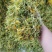 山银花全系