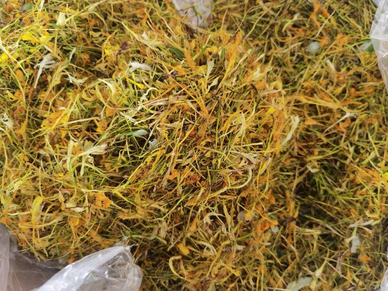 山银花全系