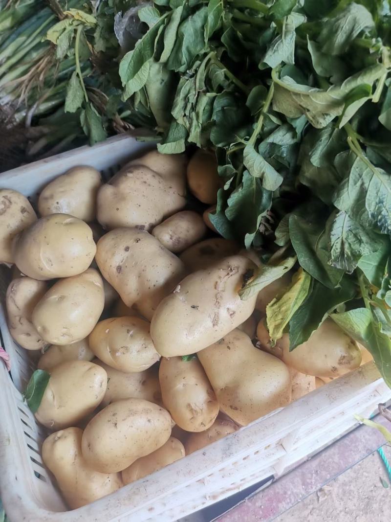 山东黄心土豆大量上市了，荷兰十五V7货源充足，全国发货