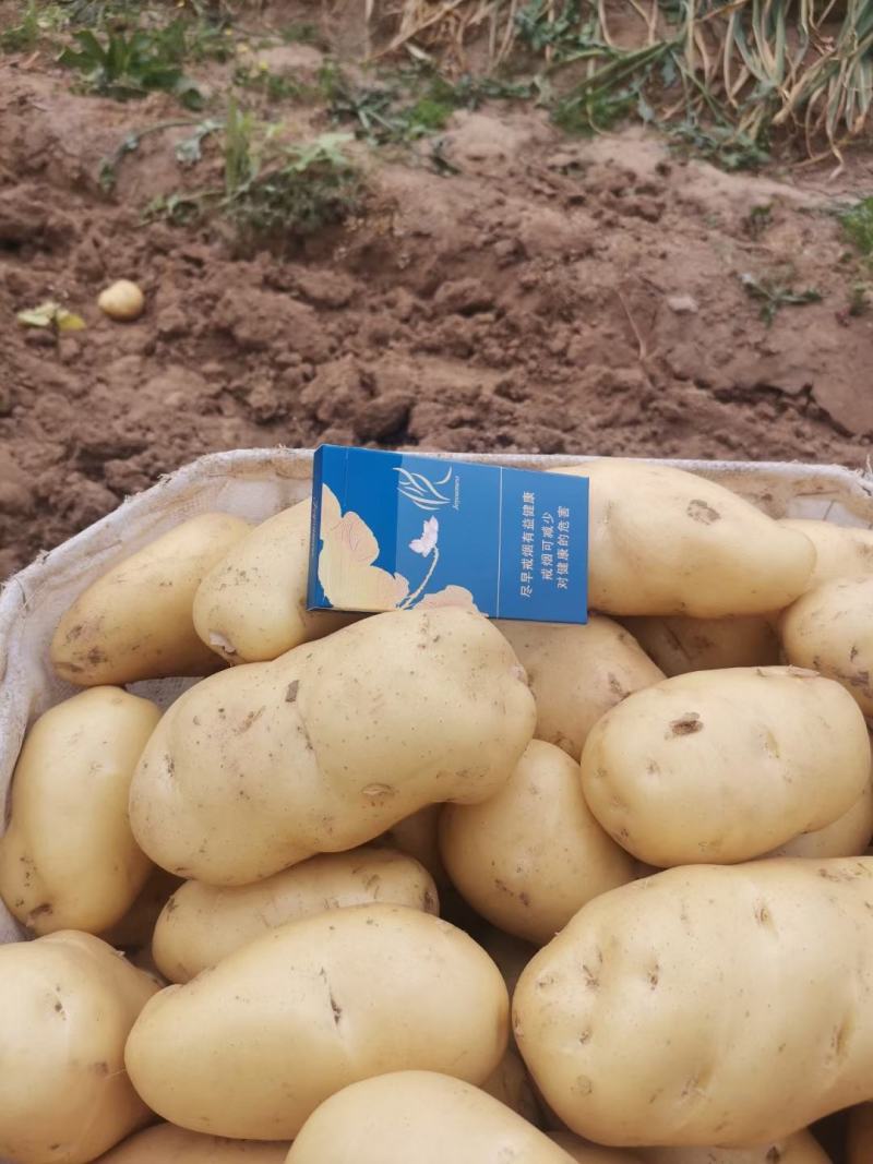 山东黄心土豆大量上市了，荷兰十五V7货源充足，全国发货