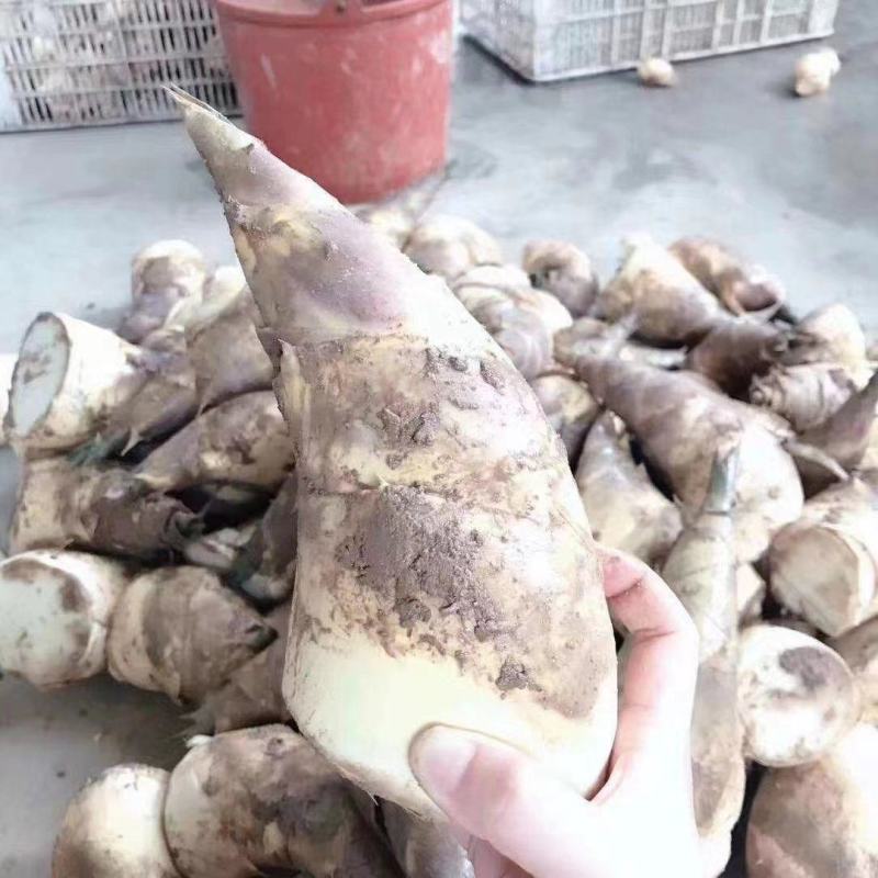福建漳州马蹄笋专业合作社
