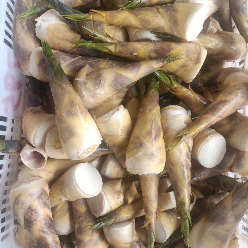 福建漳州马蹄笋专业合作社