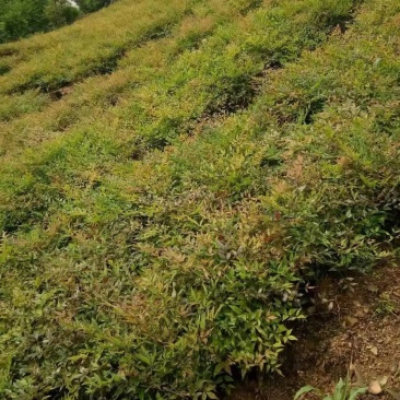 重庆南天竹基地批发销售南天竹,质量好价格低
