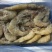 热卖基围虾冷冻鲜活大量供应一件代发四斤基围虾青虾诚招代理