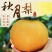 正宗秋月蜜梨，肉细无渣，脆甜可口！新鲜采摘！果园直达
