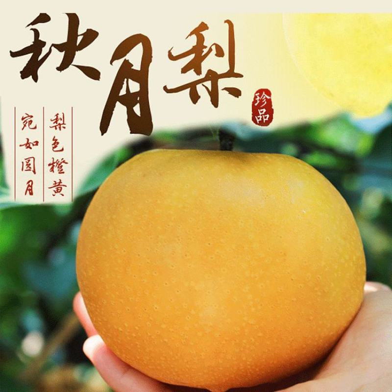 正宗秋月蜜梨，肉细无渣，脆甜可口！新鲜采摘！果园直达