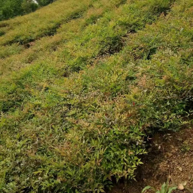 重庆南天竹基地批发销售南天竹,质量好价格低