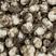 【热销】湖北利川贝母种，大量出售，品质保证，一手货源。