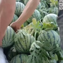 精品麒麟开园了，有要的联系我