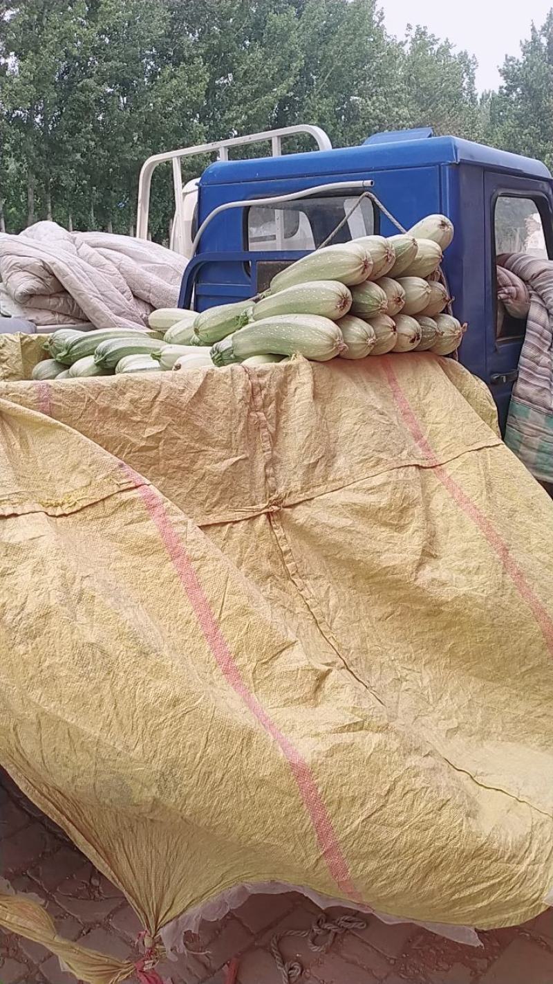 西葫芦质量好价格便宜