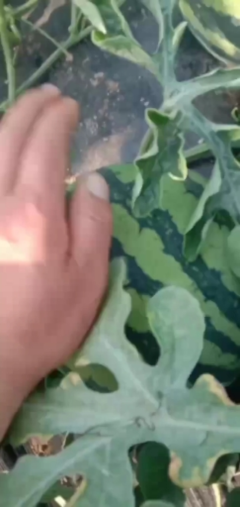 精品麒麟开园了，有要的联系我