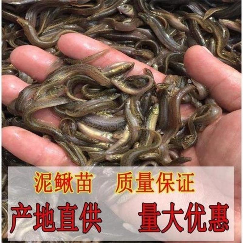 【推荐】正宗台湾泥鳅苗品种纯正抗病能力强耐运输成活高养殖